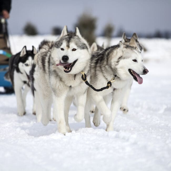 Husky safari in Finland with IBG Travel