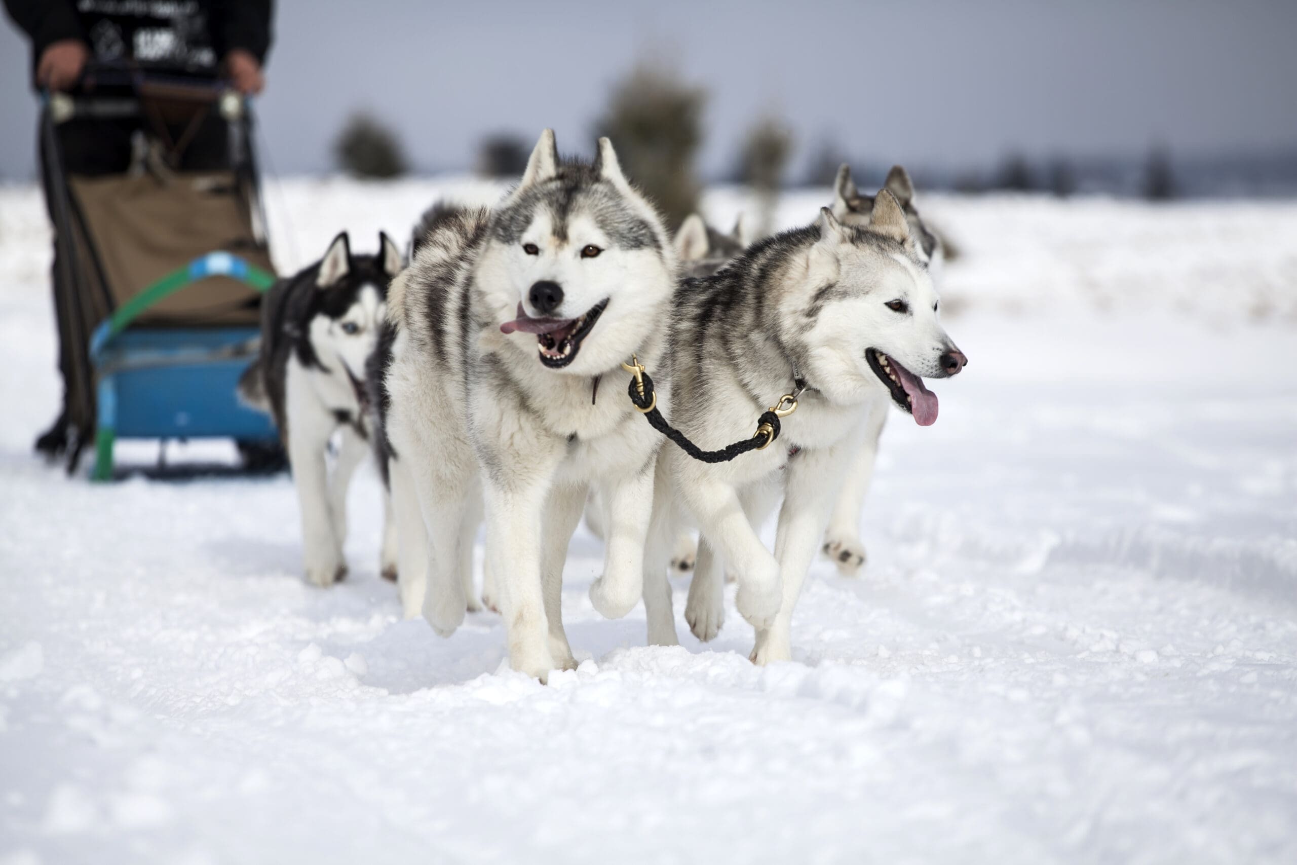 Husky safari in Finland with IBG Travel
