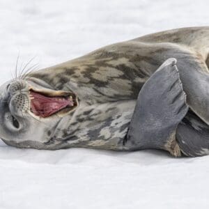 Antarctica-10 Antarctica tour with IBG Travel
