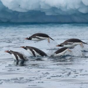 Antarctica-7 Antarctica tour with IBG Travel