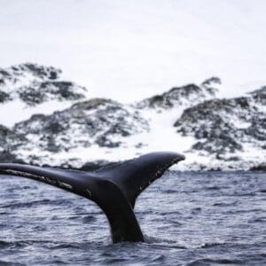 Antarctica-8 Antarctica tour with IBG Travel