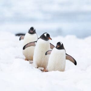 Antarctica-9 Antarctica tour with IBG Travel